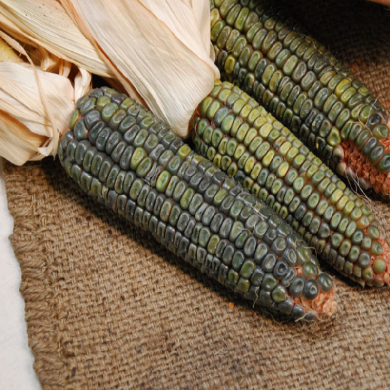 Doğal (Oaxacan green corn) Yeşil Taneli Mısır Tohumu(50 adet)