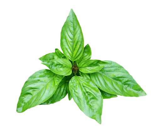 Dogal Green Flesh Geniş Yapraklı Aromatik Fesleğen Tohumu (50 tohum)