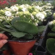 White Paradise Beyaz Çiçek Kalanchoe Kalanşo Çiçeği Fidanı