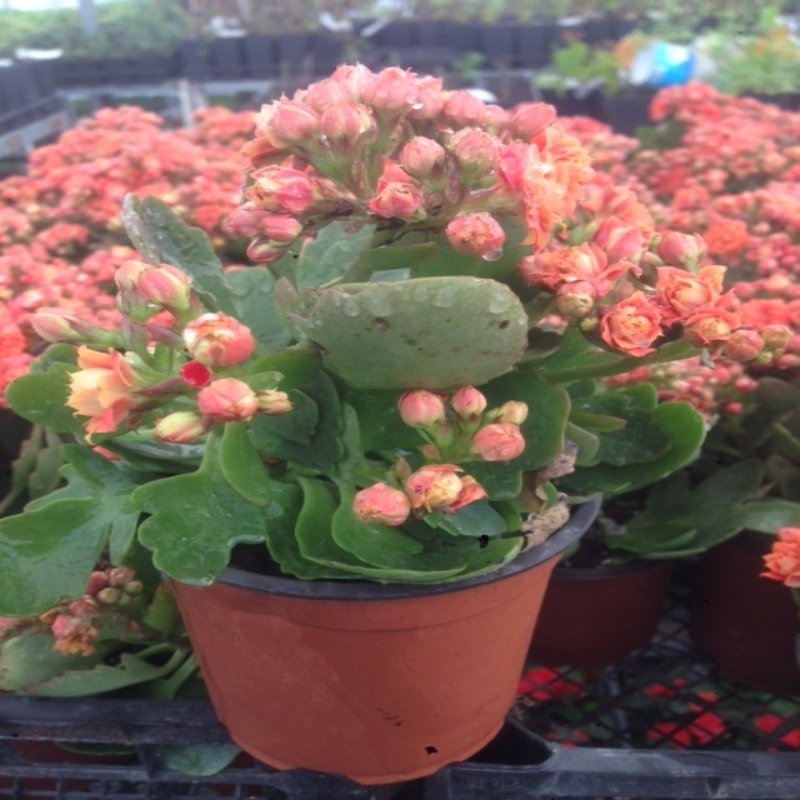 Rose Paradise Kalanchoe Kalanşo Çiçeği Fidanı