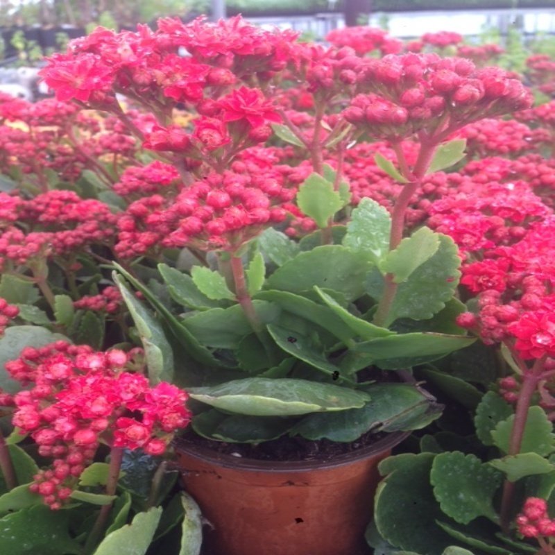 Scarlet Paradise Kalanchoe Kalanşo Çiçeği Fidanı