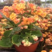 Solmon Paradise Kalanchoe Kalanşo Çiçeği Fidanı