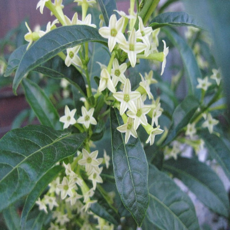 Tüplü Aromatik Melissa Parfüm Çiçeği Fidanı (100-150 cm)