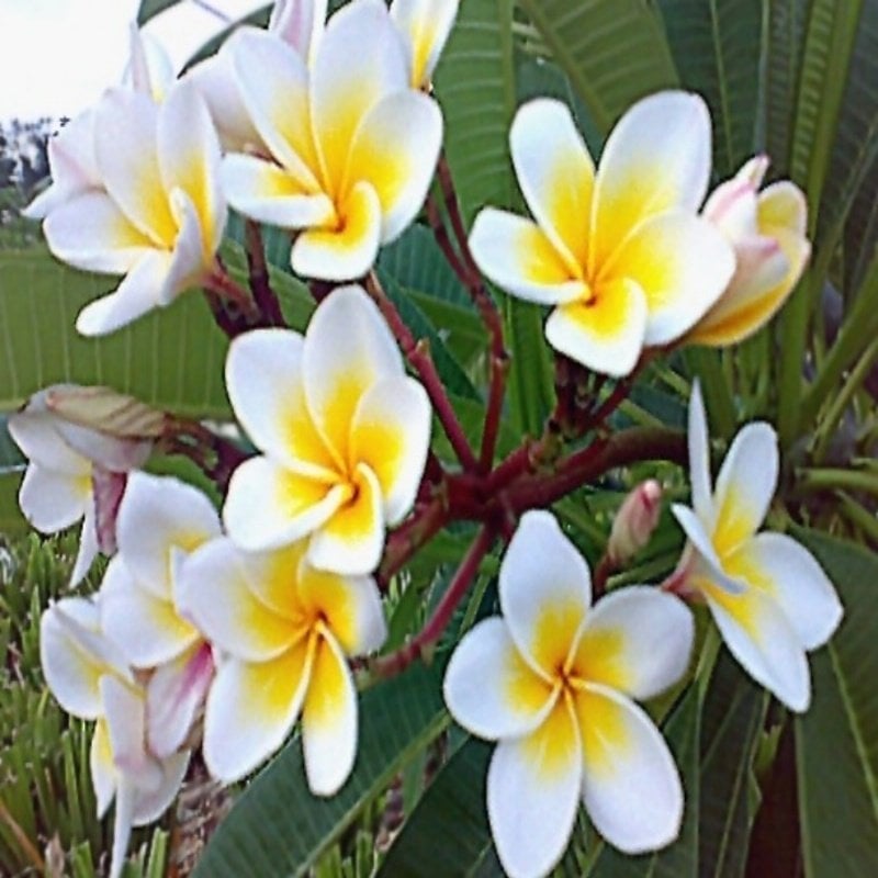 Tüplü Plumeria Amerikan Fulu Fidanı(10-20 CM)