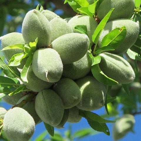 Tüplü Tam Bodur İnnovative Tree Ferraduel Badem Fidanı