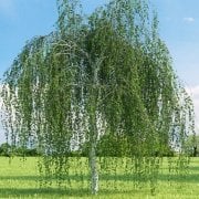 Tüplü Betula Alba Huş Ağacı Fidanı
