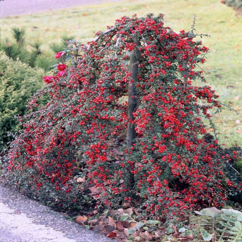 Tüplü Cotoneaster Taş Elması Fidanı