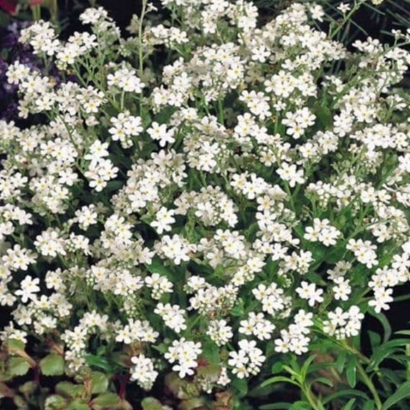 Miracle Beyaz Unutma Beni Çiçeği Tohumu (100 tohum)
