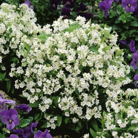 Miracle Beyaz Unutma Beni Çiçeği Tohumu (100 tohum)
