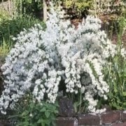 Tüplü Havlu Püskülü(Deutzia Gracilis) Fidanı