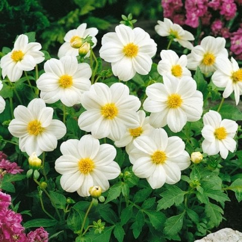 Miracle Bodur Mignon White Dahlia Yıldız Çiçeği Tohumu (80 tohum)