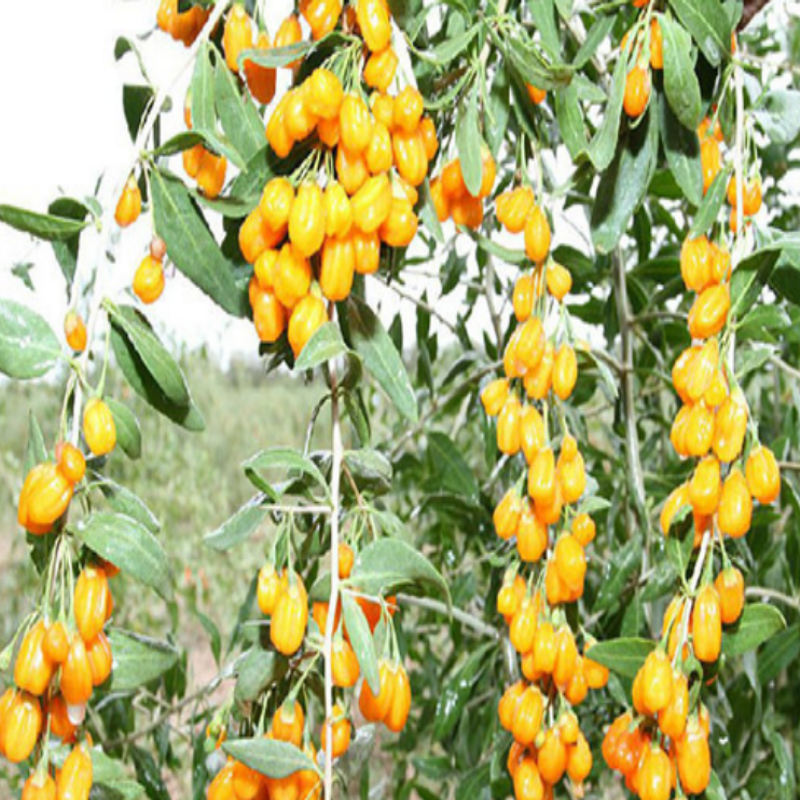 Amber Sweet Altuni Sarı Goji Berry Tohumu (1000 tohum)
