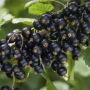 Nadir Siyah Goji Berry Tohumu (1000 adet)
