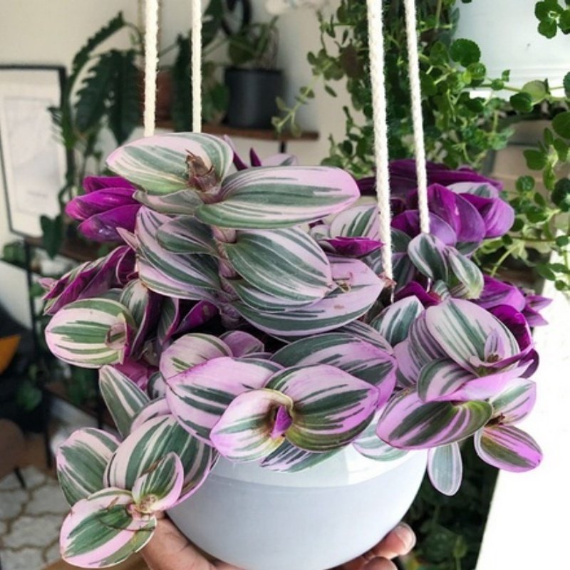 Tradescantia Nanouk Telgraf Çiçeği 5.5 Luk Saksıda (100 adet)