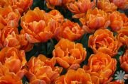 Orange Princess Turuncu Renkli Lale Soğanı (5 soğan)