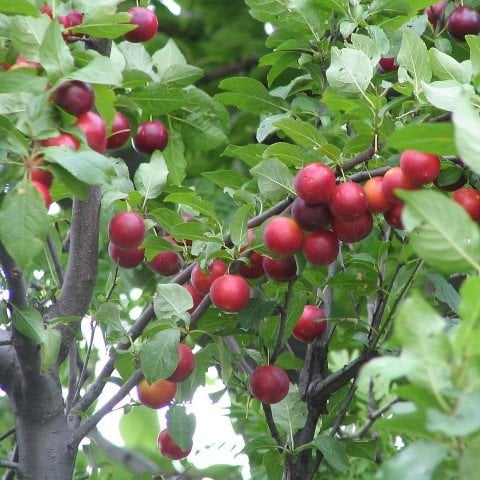 Tüplü Cherry Plum Nadir Mini Meyveli Kiraz Eriği Fidanı