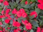 Red Warm Cam Güzeli Çiçeği Fidanı