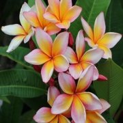 Yoğun Kokulu Xanadu Amerikan Fulu Plumeria Fidanı(150-200cm)