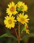 Nadir Silphium Integrifolium Çiçeği Tohumu(20 tohum)