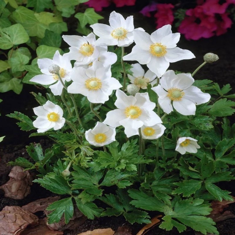 Pulsatilla Vulgaris Beyaz Dağ Lalesi Anemon Çiçeği Tohumu (5 tohum)