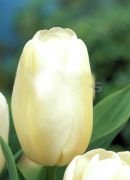 Catherina Krem Beyazı Lale Soğanı ( 5 soğan)