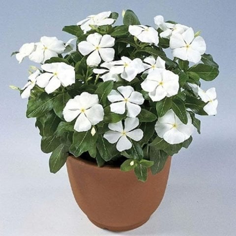 Vinca Rosea Pure White Rozet Çiçeği Tohumu (20 tohum)