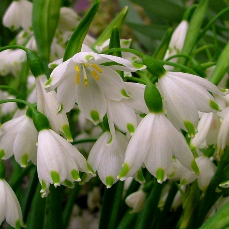 Leucojum Aestivum L. Göl Soğanı