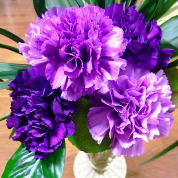 Chabaud Violet Katmerli Karanfil Çiçeği Tohumu(70 adet)