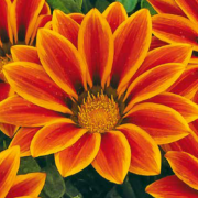 Kiss F1 Orange Flame Gazanya Çiçeği Fidesi (5 adet)