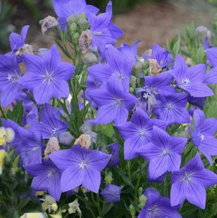Dona Dayanıklı Platycodon İri Mavi Çiçekli Balon Çiçeği Tohumu(100 tohum)