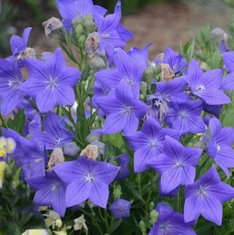 Dona Dayanıklı Platycodon İri Mavi Çiçekli Balon Çiçeği Tohumu(100 tohum)
