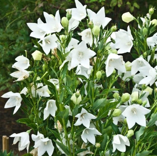Dona Dayanıklı Platycodon İri Beyaz Çiçekli Balon Çiçeği Tohumu(100 tohum)
