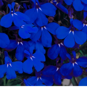 Riviera Midnight Blue Obrizya Çiçeği Fidesi (5 adet)