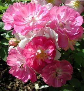 Sweet Lady Yabani Gül  Çiçeği Tohumu(5 tohum)
