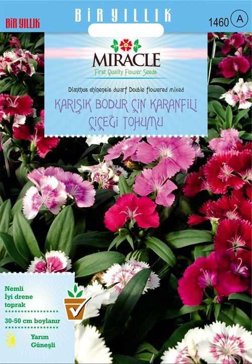 Miracle Karışık Renkli Bodur Çin Karanfili Çiçeği Tohumu (100  tohum)