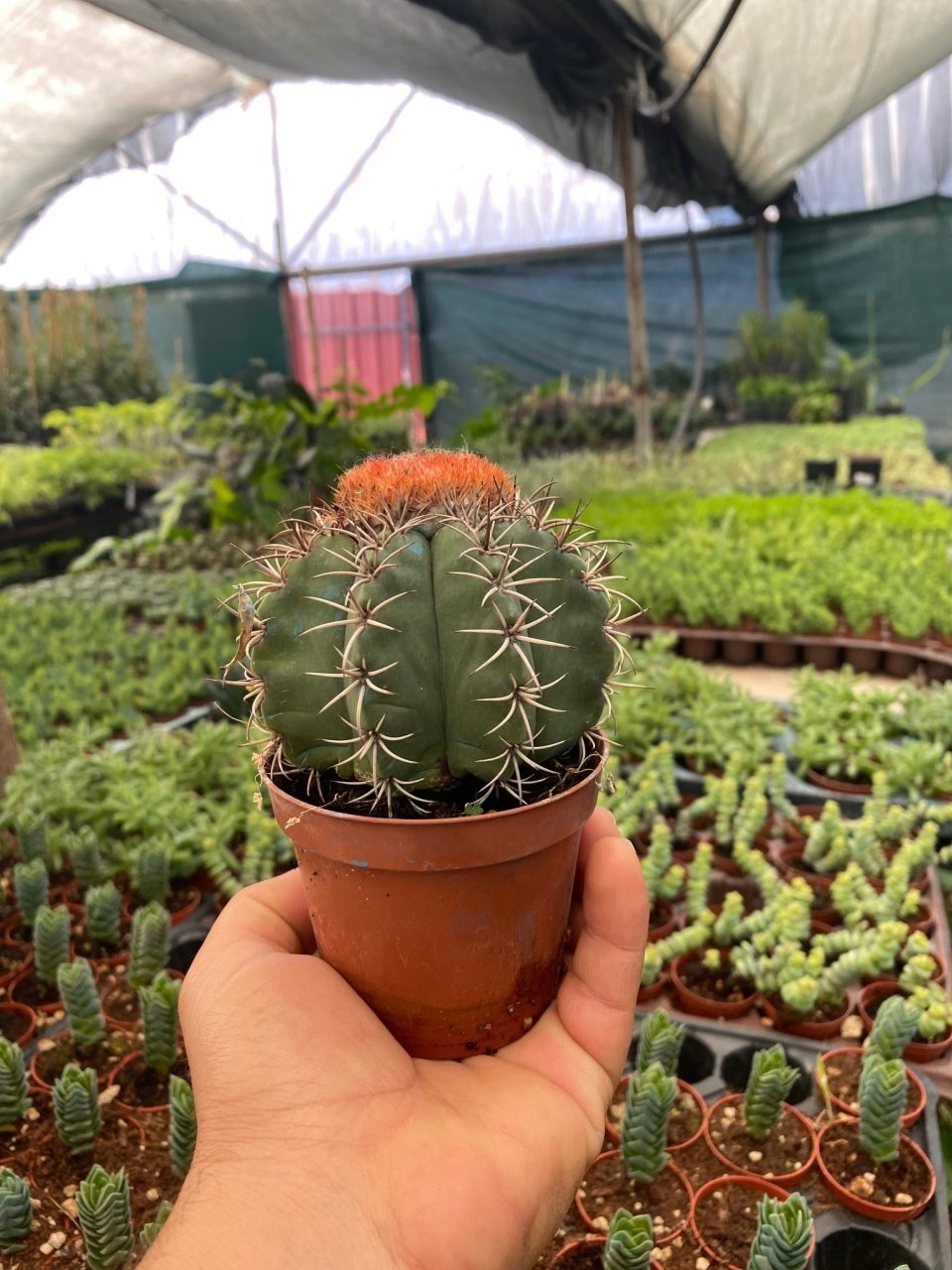 Melocactus Matanzanus Geniş Şapkalı Kafalı Kaktüs Tohumu (5 tohum)