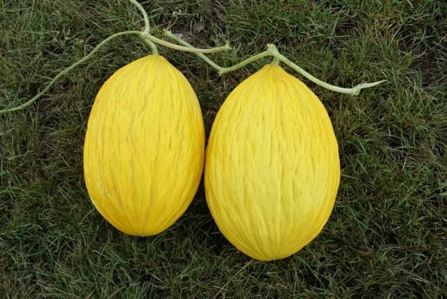 Doğal Sarı Kışlık Kavun Tohumu (10 tohum)