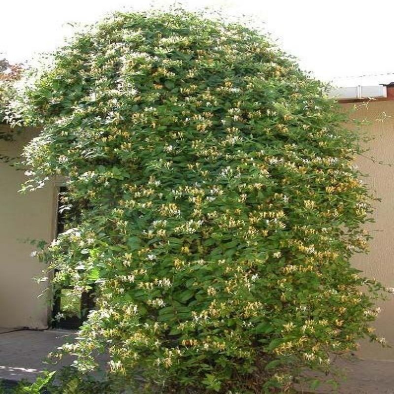 Kokulu Lonicera Caprifolium Hanım Eli Fidesi (3 adet)