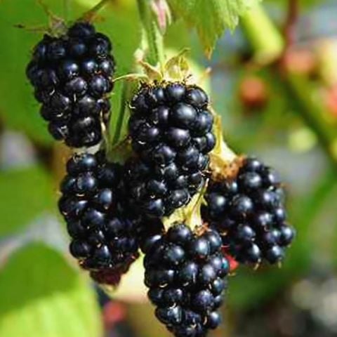 Tüplü Yediveren Dikensiz Black Satin Böğürtlen Fidanı  (70-150 cm) Seneye Meyve Verir