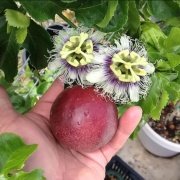 Passiflora Edulis Maruçya Tohumu (100 adet)