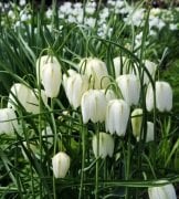 Fritillaria Alba Beyaz Ters Lale Soğanı (1 adet)