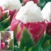 İce Cream İri Çiçekli Külah Şeklinde Lale Soğanı (3 adet)