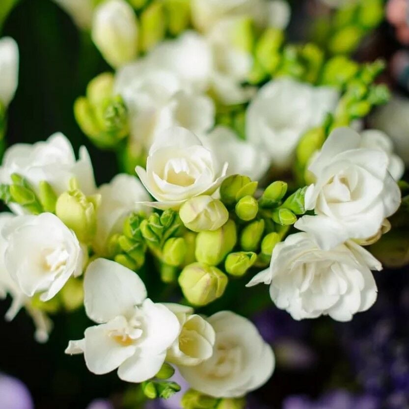 White Snow Beyaz Frezya Çiçeği Soğanı (5 adet)