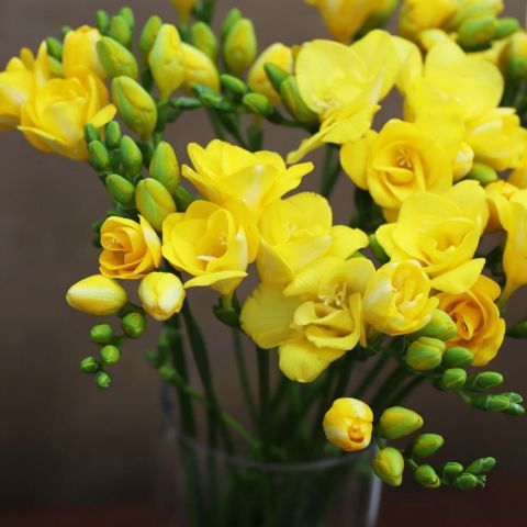 Golden Quen Sarı Frezya Çiçeği Soğanı (5 adet)