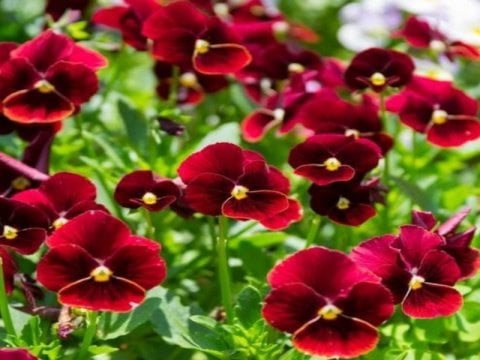 Viola Cornuta Arkwright Ruby Hercai Menekşe Çiçeği Tohumu(100 tohum)