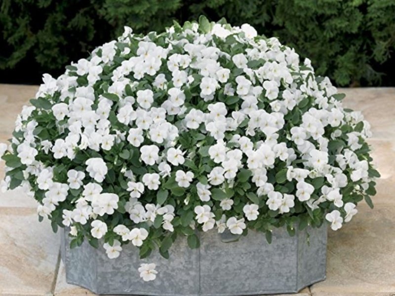 Viola Cornuta White  Perfection Menekşe Çiçeği Tohumu(100 tohum)