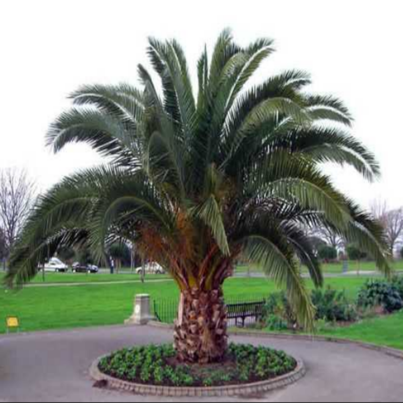 Phoenix Canariensis Palmiyesi Fidanı (80-120 cm)