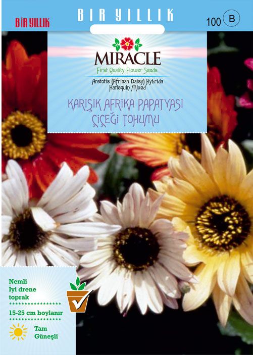 Miracle Karışık Renkli Afrika Papatyası Çiçeği Tohumu (30 tohum)