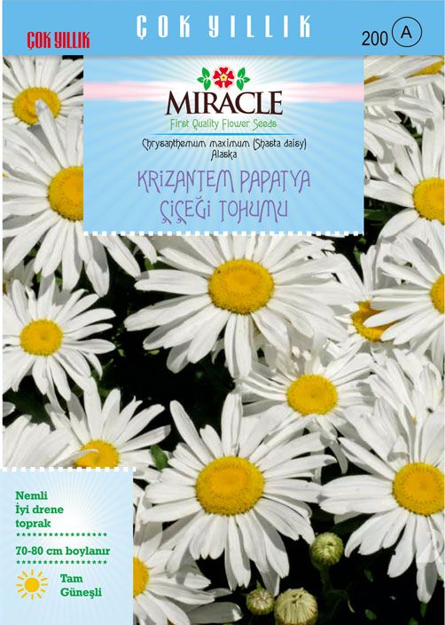 Miracle Maximum Alaska Krizantem Papatya Çiçeği Tohumu (300 tohum)