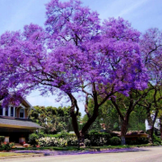 Dünyanın En Hızlı Büyüyen Tomentasa Paulownia Ağacı Tohumu (5000 tohum)